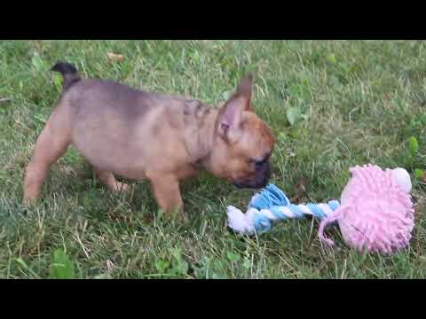 M3238 French Bulldog puppy
