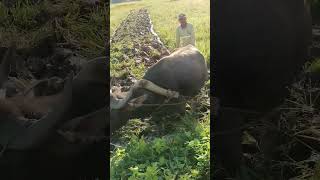 Download lagu #farmers #carabao #farming #plowing #land#MydailylifeBuhayProbinsya mp3