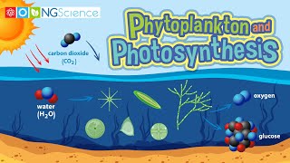 Phytoplankton and Photosynthesis