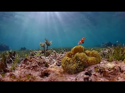 Pesona Surga Dunia Bawah Laut | Amazing Finding Nemo