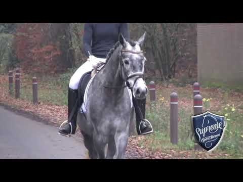 'SnowDrop' 2016 Holsteiner Mare