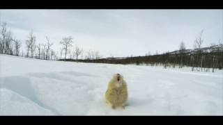 Lemming - The Little Giant Of The North