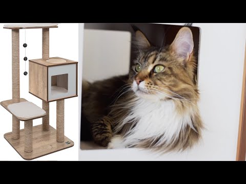 Our Top 4 Favorite Cat Tree Companies
