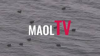 Fåglar simmar i Vättern