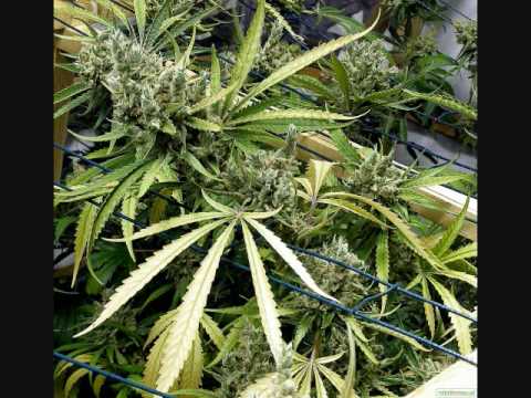 Isael Vibration - Marijuana