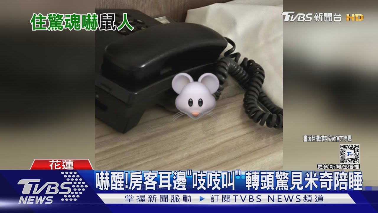 嚇醒！房客耳邊「吱吱叫」　轉頭驚見米奇陪睡