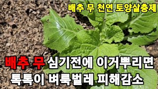 김장배추 무 심기전"이거!뿌리면 모든벌레 씨가 말라요! #천연토양살충제 #충가드 #천연살충제 #배추무벌레퇴치…