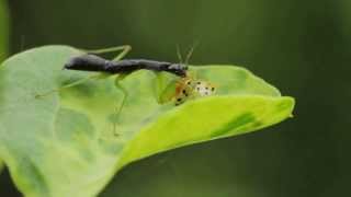 preview picture of video 'Praying Mantis Preying on a Beetle'