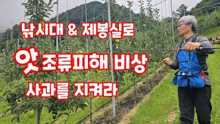 사과 쪼아 먹는 조류피해 예방 낚시대와  제봉실로