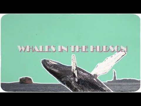 Video thumbnail for Whales in the Hudson