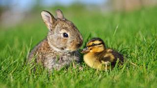 思わず飼いたくなる可愛い癒し動物集