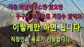 고추육묘 누구나 할 수 있습니다  이것만 알면 됩니다