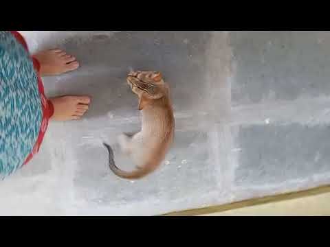 Funny Cat Chanti lovely 😍