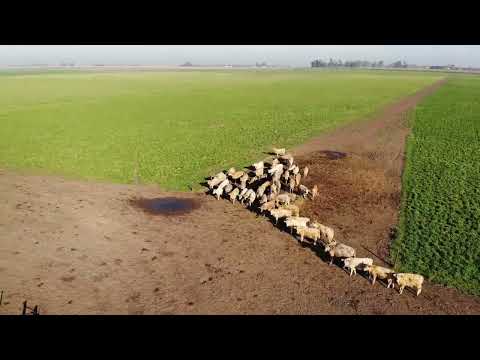 Marcos Juárez: Beneficios de una ganadería saludable. Más detalles