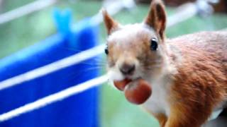 preview picture of video 'The squirrel in a city. Белка в городе. 28'