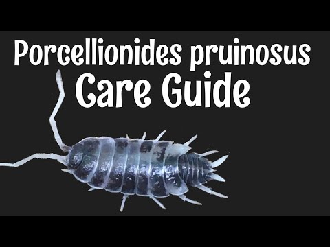 Svinka modrá (Porcellionides pruinosus) — video o chove a starostlivosti