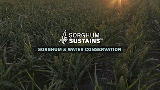 Sorghum Sustains - Sorghum and Water Conservation