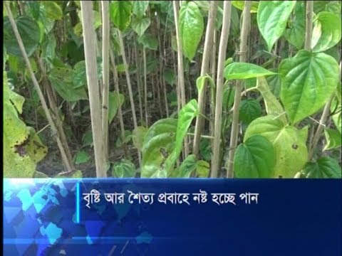 বৃষ্টি, শৈত্য প্রবাহ আর ঘন কুয়াশায় নষ্ট  হচ্ছে ঝালকাঠির পান | ETV News