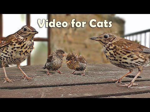 Videos for Cats and People to Watch : Song Thrush and Sparrows NEW 8 HOURS ✅