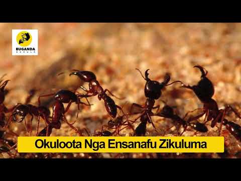 Okuloota Nga Ensanafu Zikuluma - Ebirooto Namakulu Gaabyo - Buganda Ekkula #Shorts