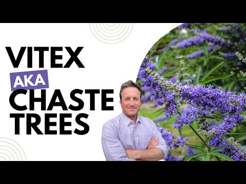 Great Small Tree for Your Yard!  Vitex, AKA Chaste Tree