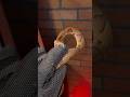 VENOMOUS Snake Vs Bite PROOF glove!