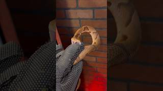VENOMOUS Snake Vs Bite PROOF glove!