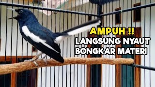 Download lagu TERAPI KACER GACOR ISIAN ATASI KACER MACET BUNYI LANGSUNG NYAUT BUKOR EMOSI | BONGKAR MATERI mp3 Download lagu TERAPI KACER GACOR ISIAN ATASI KACER MACET BUNYI LANGSUNG NYAUT BUKOR EMOSI | BONGKAR MATERI mp3