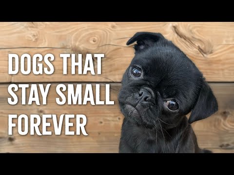 TOP 5 Small Dog Breeds That Stay Small