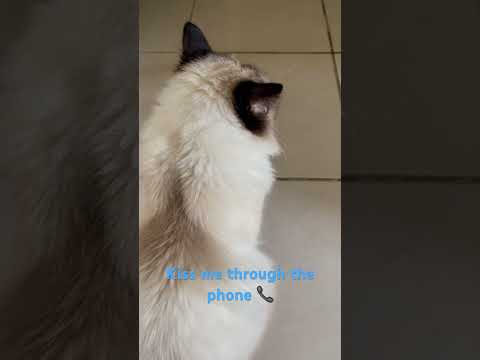 Birman cat kisses! 😽 #birman #birmancat