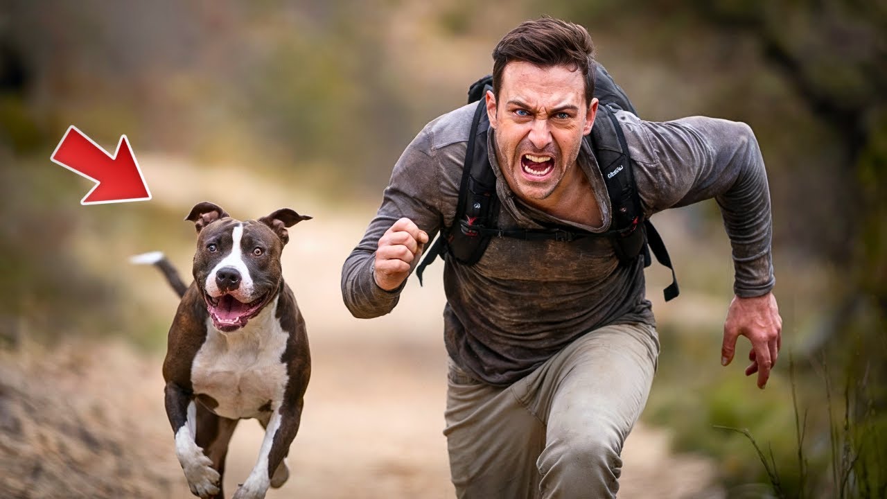 Hombre libera a un PITBULL encadenado toda su VIDA, Y LO QUE SUCEDIÓ A CONTINUACIÓN DEJÓ A TODOS...