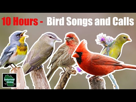 10 Hours of North American Bird Songs