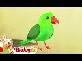 Bird ​ Animals For Kids Videos For Toddlers BabyTV