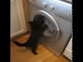 Cat Vs Washing Machine Funny Video 2013