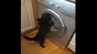 Cat vs Washing Machine ( Funny Video 2013 )