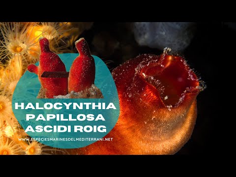 Halocynthia papillosa