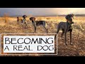 First Step To Becoming A Birddog - You Ask We Answer Episode 25: Part 1