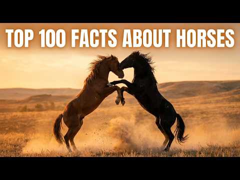 100 Facts About Horses — You Had No Idea About the Most Noble Animal