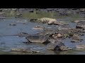 Crocodiles Catch And Eat Zebra Crossing River In Serengeti Safari Africa Crocodile Zebra