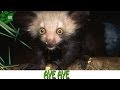 Aye Aye