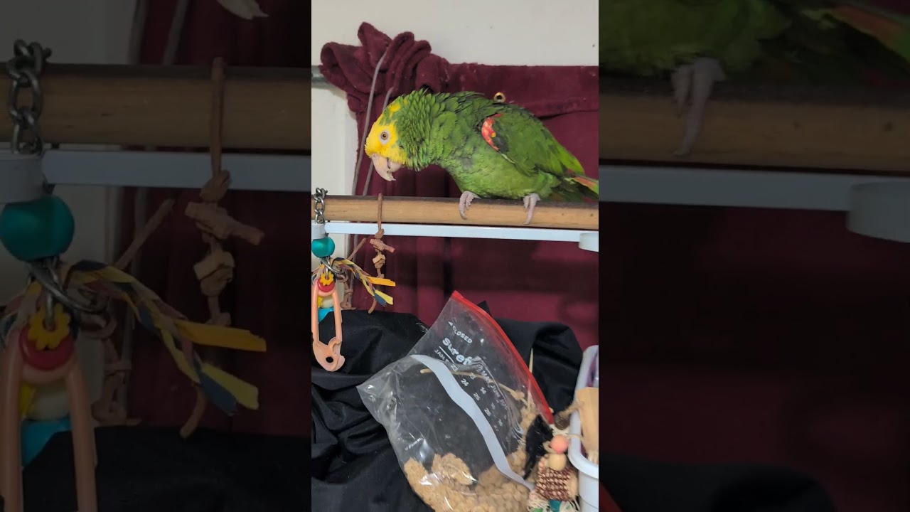 Ms. Hawkeye - 27 YO F DYHA For Men Only, an adopted Amazon in Vancouver, WA video 2/6