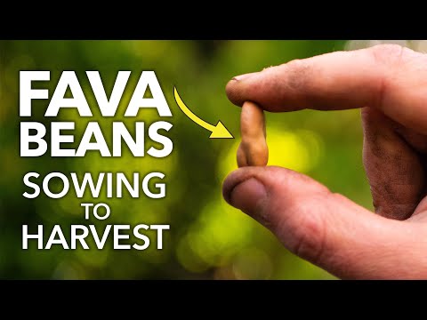 Meet the Fava Bean: the Hardiest Seed Out There