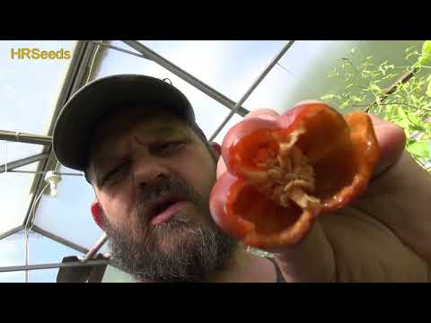 ⟹ Mini Chocolate Bell Pepper | Pod Review