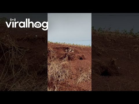 Three Little Owls Watching || ViralHog