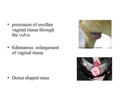 VAGINAL PROLAPSE/ Hyperplasia In Dogs