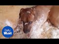 Puppies In Big Trouble After Destroying A Feather Pillow Daily Mail