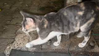 Daily stray cats in Istanbul (night time) 🐈🐈‍⬛