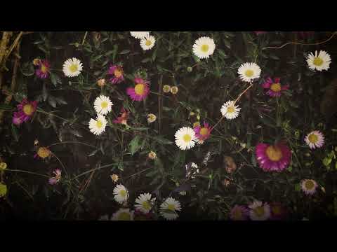 Bharat Chauhan - Darakht (Official Audio)