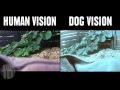 How Animals See The World