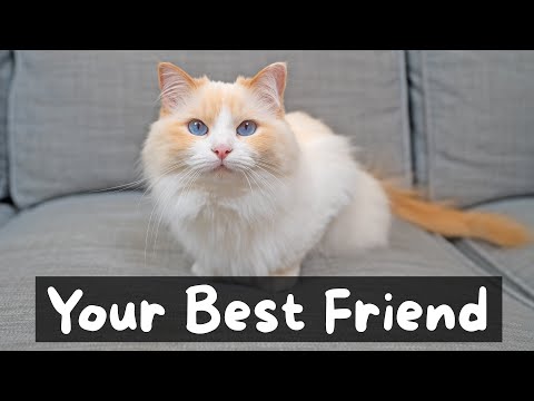 Pros and Cons of Owning a Cat | The Cat Butler